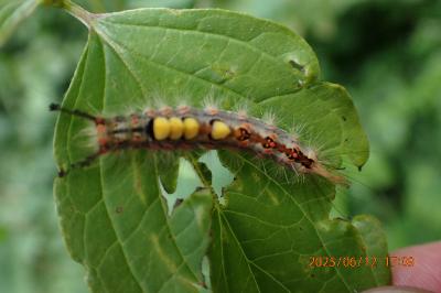 Orgyia antiqua