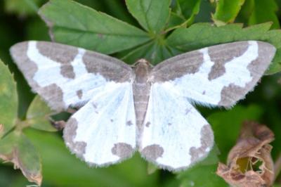 Lomaspilis marginata