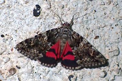 Catocala promissa
