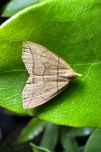 Herminia grisealis