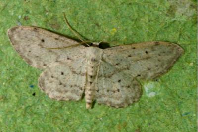 Idaea seriata