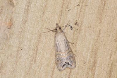 Euchromius ocellea