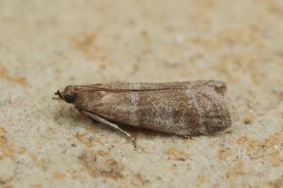 Vitula biviella