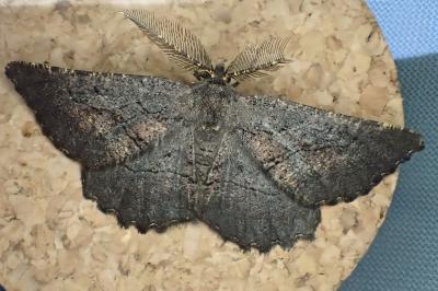 Nychiodes notarioi
