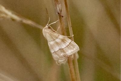Idaea circuitaria
