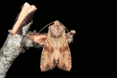 Apamea sublustris