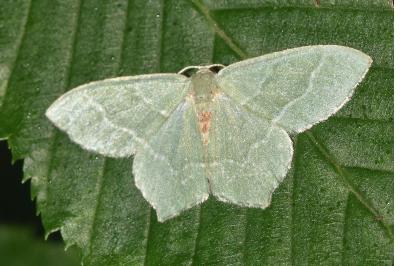 Hemithea aestivaria