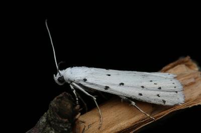 Myelois circumvoluta