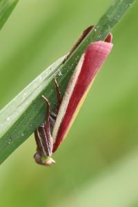 Oncocera semirubella
