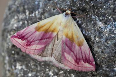 Eublemma purpurina