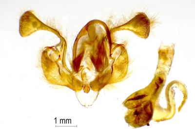 Mythimna pudorina