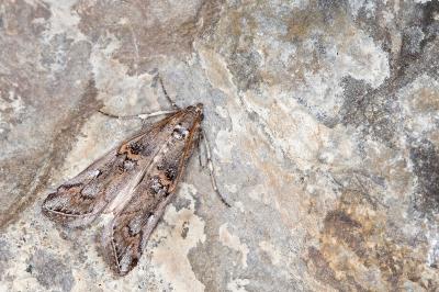 Pempelia palumbella