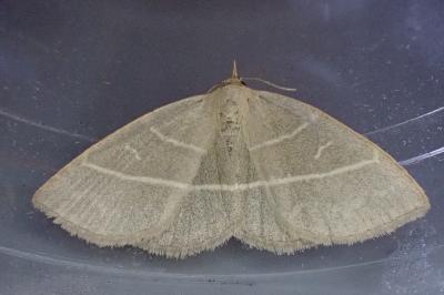 Trisateles emortualis