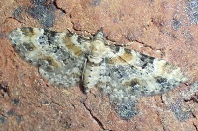 Eupithecia pulchellata