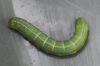 Orthosia gothica