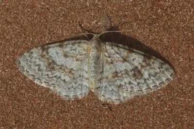 Hydrelia sylvata