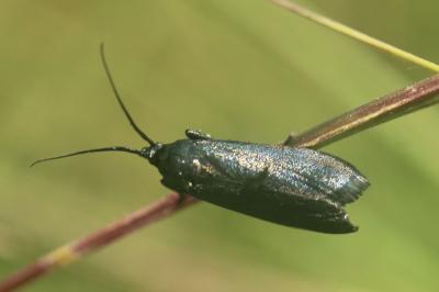 Lymphia chalybella