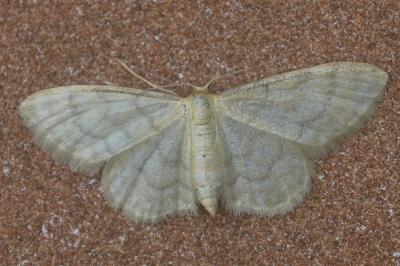 Idaea dilutaria