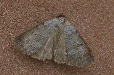 Lygephila viciae