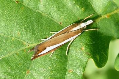 Catoptria pyramidellus