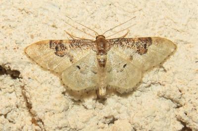 Idaea mustelata