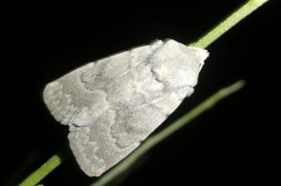 Caradrina gilva