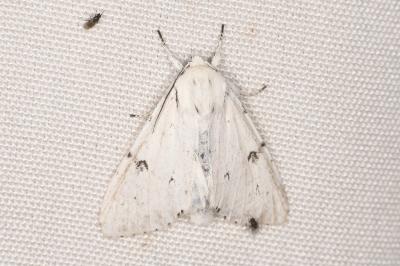 Acronicta leporina