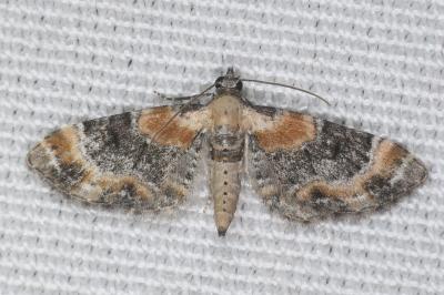 Eupithecia