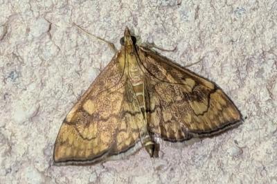 Anania verbascalis