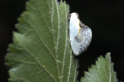 Cilix glaucata