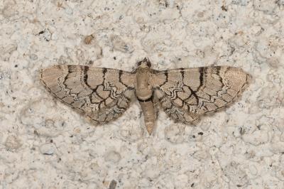 Eupithecia venosata
