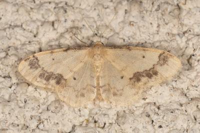 Idaea trigeminata