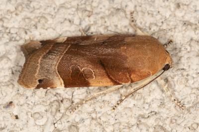 Noctua fimbriata