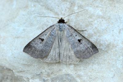 Lygephila pastinum