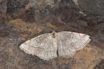 Stegania trimaculata