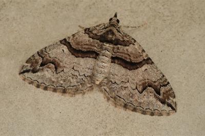 Pareulype berberata berberata