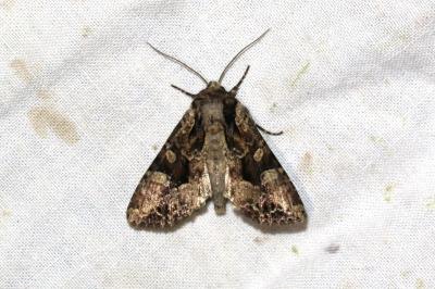 Apamea remissa