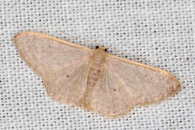 Idaea