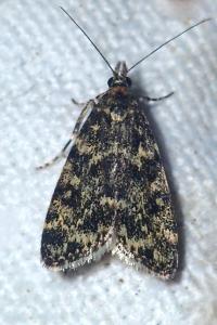 Eudonia phaeoleuca