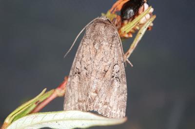 Fissipunctia ypsillon