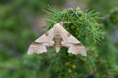 Marumba quercus