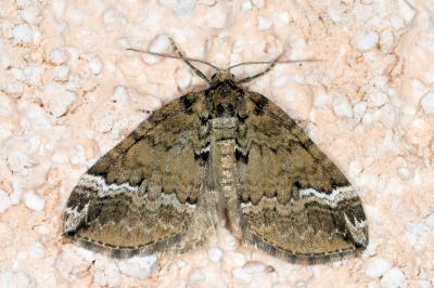 Perizoma lugdunaria