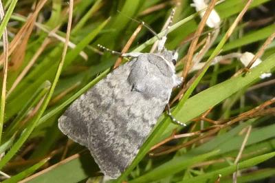 Standfussiana lucernea cataleuca