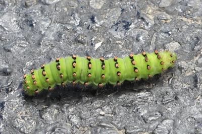 Saturnia pavonia
