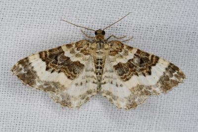 Epirrhoe rivata