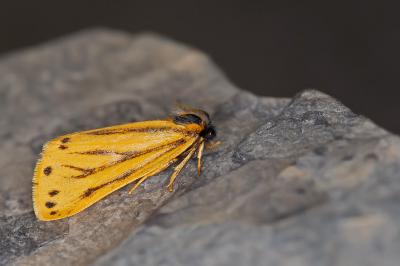 Setina aurita