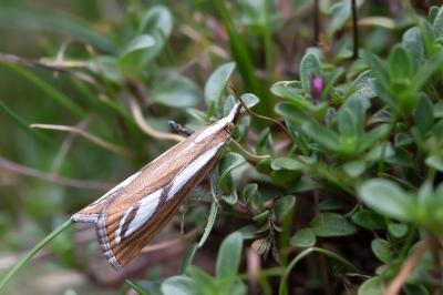 Catoptria speculalis