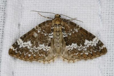Perizoma alchemillata