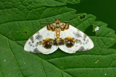 Abraxas sylvata