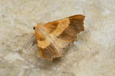 Ennomos quercinaria